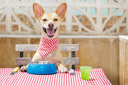 A dog friendly hotel will have designated areas where dogs and their owners can sit together and eat. A dog friendly hotel will have designated areas where dogs and their owners can sit together and eat.