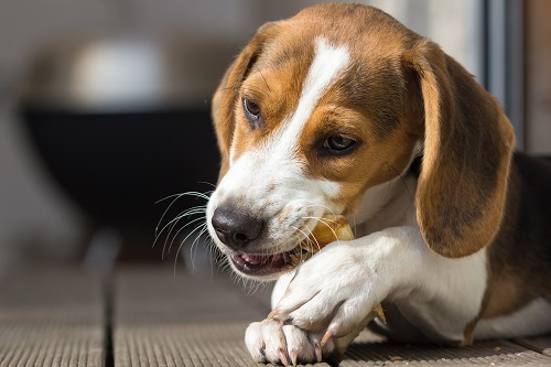 A good dog friendly hotel should offer pampered pooches some tasty treats when they arrive. A good dog friendly hotel should offer pampered pooches some tasty treats when they arrive.