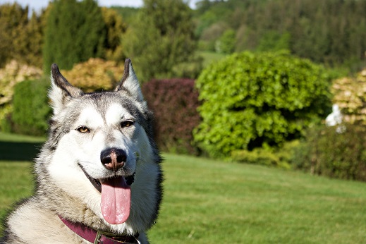 Even dog friendly weddings can be stressful. Make sure your pet is comfortable and relaxed Even dog friendly weddings can be stressful. Make sure your pet is comfortable and relaxed