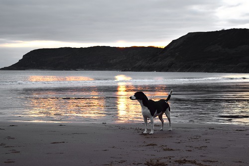 Find a dog friendly hotel with plenty of opportunities for walking, preferably with a dog friendly beach nearby. Find a dog friendly hotel with plenty of opportunities for walking, preferably with a dog friendly beach nearby.