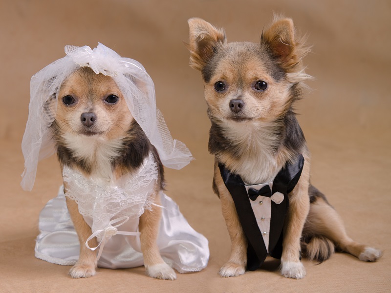 Let your pooch take centre stage in some of the photos at your dog friendly wedding Let your pooch take centre stage in some of the photos at your dog friendly wedding