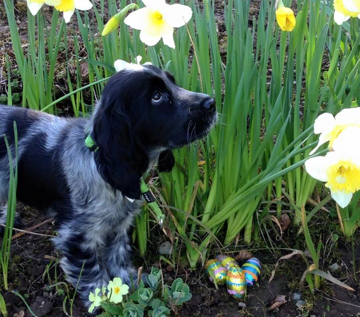 The Falcondale's resident dog, Snoopy, loves to greet our four-legged guests. The Falcondale's resident dog, Snoopy, loves to greet our four-legged guests.