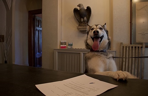 Your furry friends will always be welcome when they check in at our dog friendly hotel. Your furry friends will always be welcome when they check in at our dog friendly hotel.