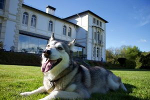 Dog friendly place to stay in Mid Wales