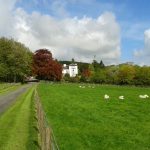 Falcondale and Sheep