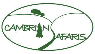 Cambrian Safaris