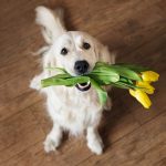 A well-trained dog can act as a flower girl for your wedding