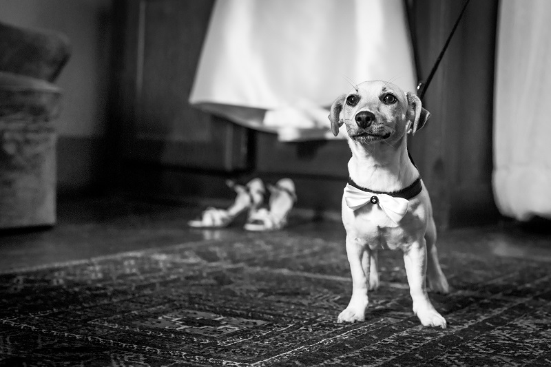 No dog friendly wedding is complete without a canine ring bearer-simply attach the ring to your pooch's collar and away you go.