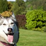 Even dog-friendly weddings can be stressful. Make sure your pet is comfortable and relaxed.