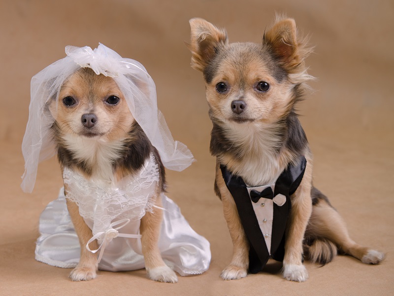 Let your pooch take centre stage in some of the photos at your dog friendly wedding