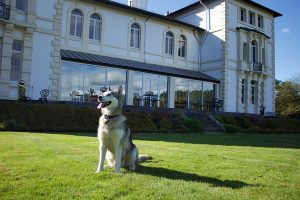 Pets welcome at The Falcondale